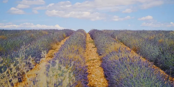 Unyielding Dryness: France's Escalating Droughts