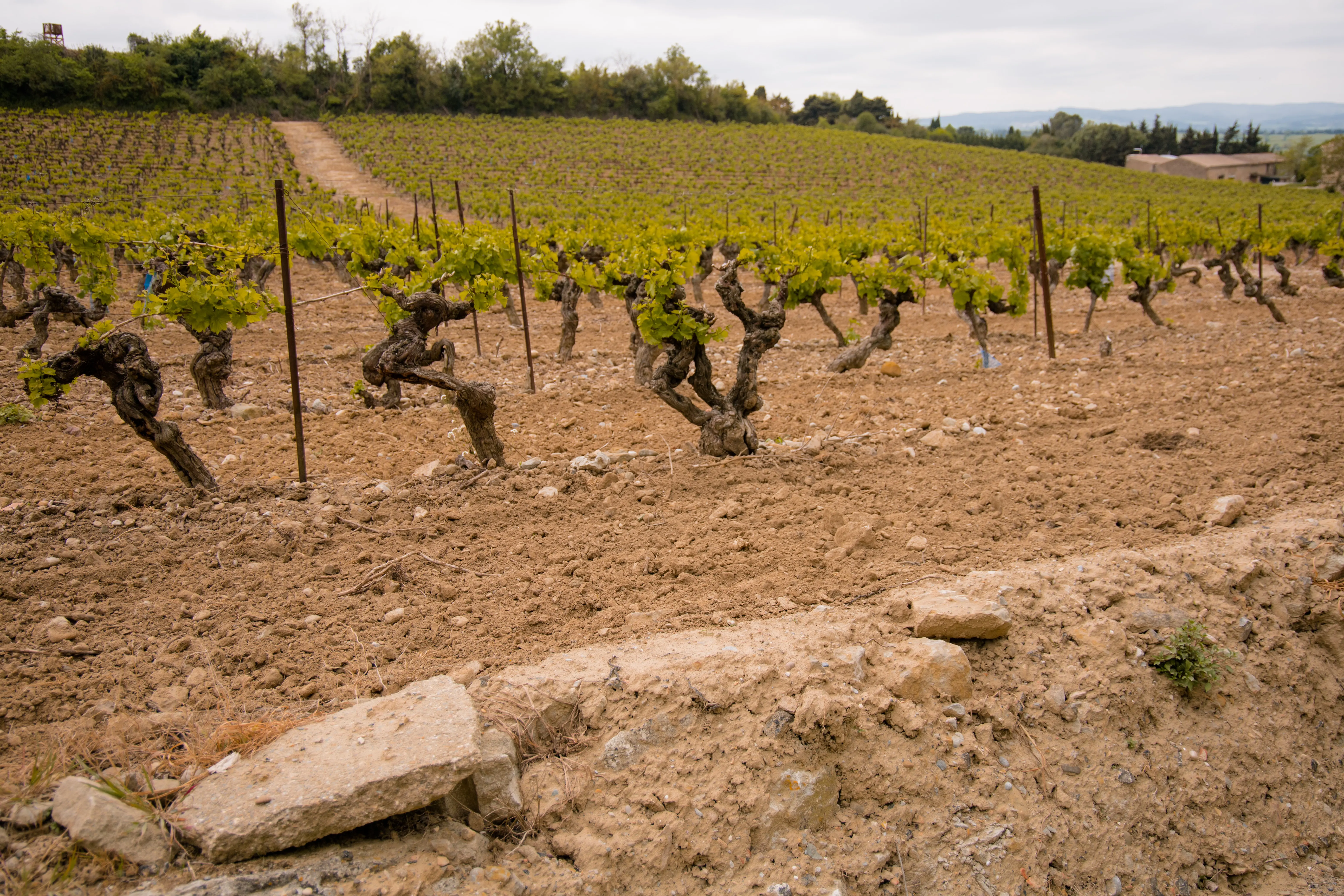 Vineyard in Carcassonne, France
